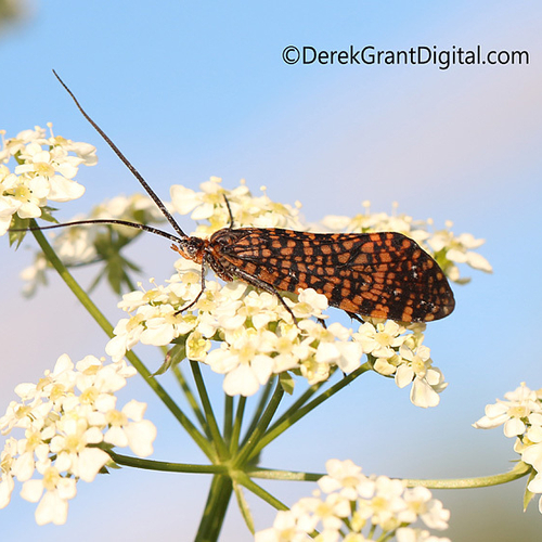 Mottled Caddisfly