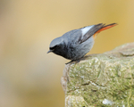 Black Redstart (male) about to take off, Brean Down, Somerset