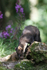 Pine Marten