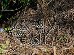 Adders