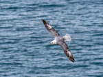 Fulmar