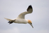 Gannet
