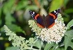 Red Admiral