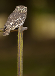 LITTLE OWL / REF LO 1