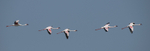 Lesser Flamingo in flight