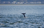 Bottlenose Dolphin