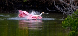 Birds 078