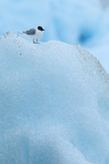 Sabine's Gull resting atop iceberg, Jokulsarlon, Iceland