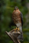 Sparrowhawk