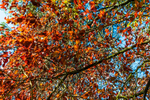 The leaves on the trees