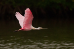 Roseate Spoonbill