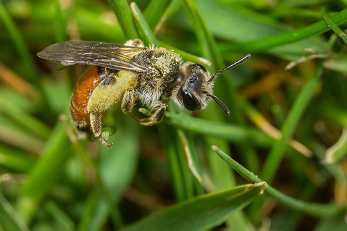 [i]Andrena labiata[/i] female, returning to her nest burrow in a lawn, with full pollen load. Staffordshire garden, M…