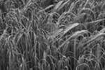 Bent Wheat Ears