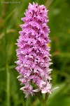 Common Spotted-orchid (02)