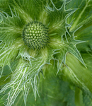 Thistle head