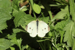 Small White (female) upper wings, Oxfordshire, UK