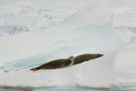 Crabeater Seals