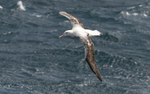 Royal Albatros