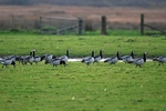 Barnacle Geese