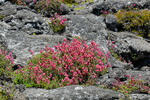 Queiro' bruyère (Daboecia Azorica)