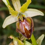 Hybrid Ophrys (Ophrys passionis x O archipelagi)