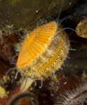 Aequipecten opercularis