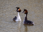 Great Crested Grebes