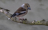 Female Hawfinch