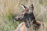 Red Deer