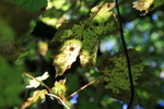 Early Autumn
