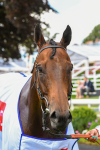 290723-Race 2-Aberama Gold-0480