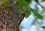 Middle Spotted Woodpecker