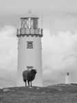 The Guardian