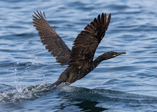 European Shag (Gulosus aristotelis)