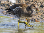 Common Moorhen