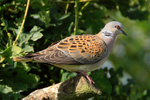 Turtle Dove perched on a branch at Otmoor RSPB
