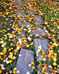 Changing Seasons
