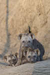Curious Trio