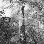Corkscrew Swamp Sanctuary 2009