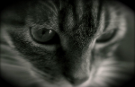 Alfie