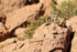 Viscacha resting in morning sun, Chile