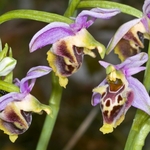 Ophrys fuciflora (Late Spider Orchid)