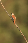 Yellow-chinned Spinetail portfolio