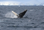 Humpback breaches