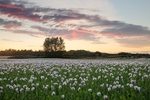 Opium Poppies Morden jpg
