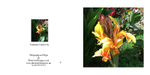 019 Tropicana Canna Lily