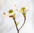 FLOWERING DOGWOOD