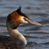 Great Crested Grebe close-up