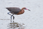 Reddish Egret
