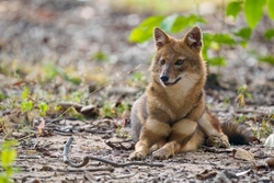 Golden Jackel